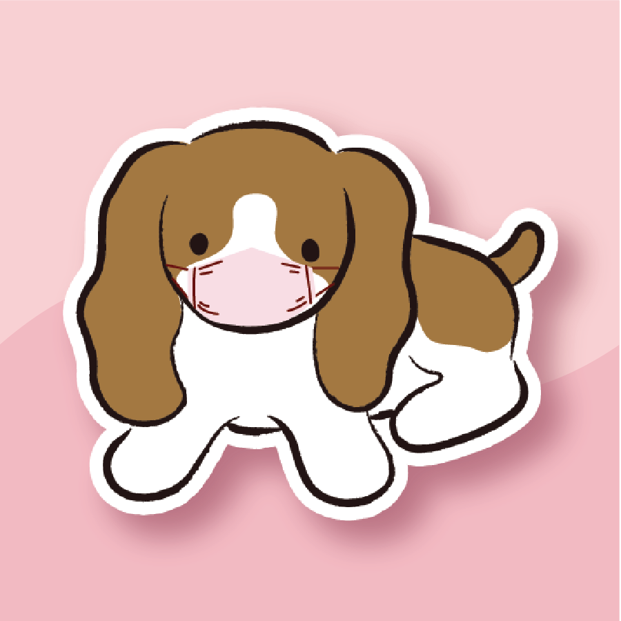 bright eyed Blenheim cavalier wearing a light pink mask