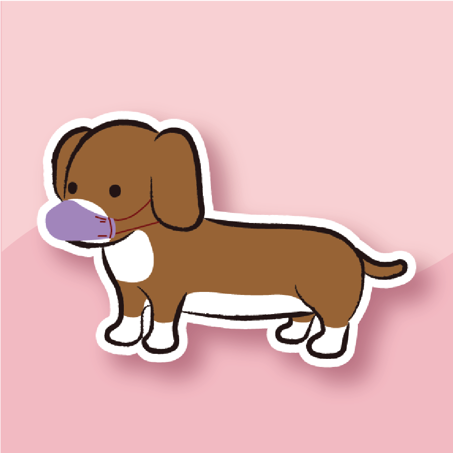long-bodied Dachshund flaunts a purple mask