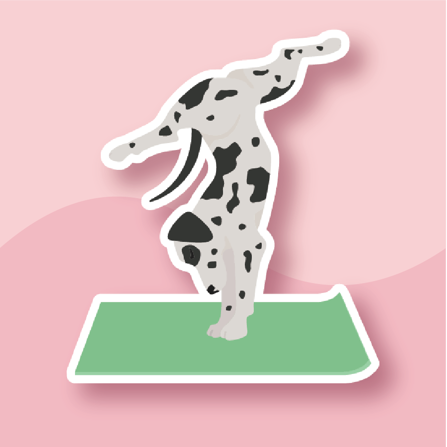 Dalmatian Nailing a Handstand on green mat