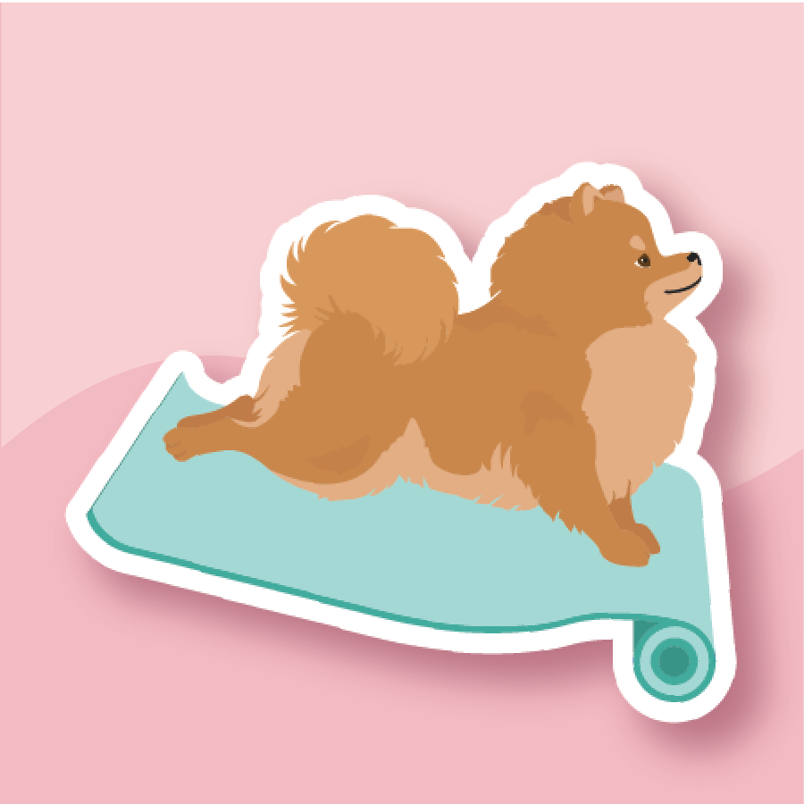 Fluffy Pomeranian Doing Cobra Pose on a teal yoga mat.