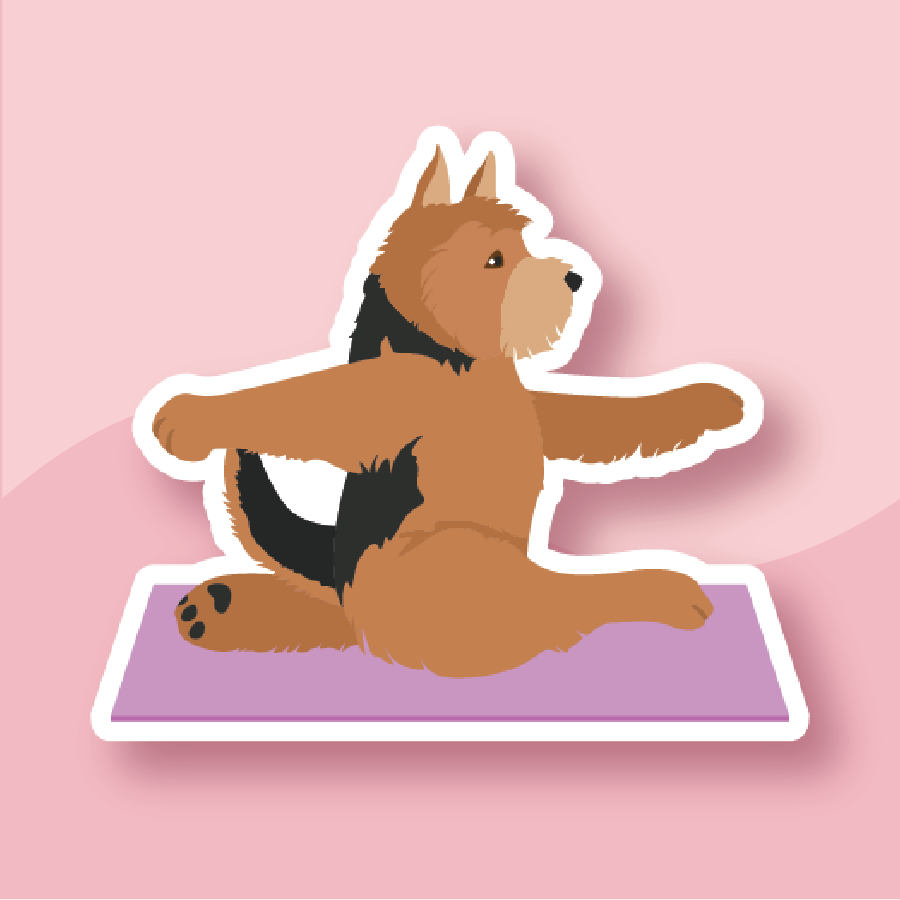 German Shepard Stretching cutely on a purple mat