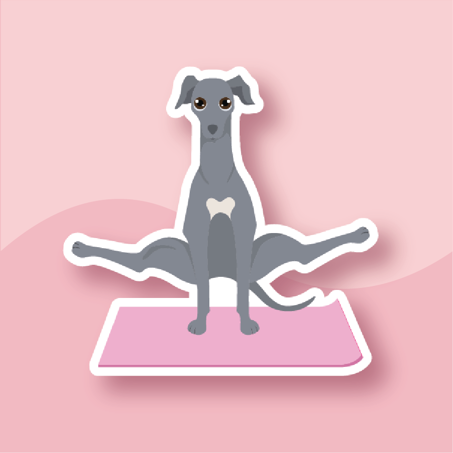 Greyhound in a Split Pose on a perfect split